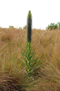 Image of Lobelia aberdarica R. E. Fr. & T. C. E. Fr.