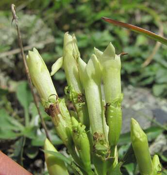 Sivun Gentianella caucasea (Loddiges ex Sims) J. Holub kuva