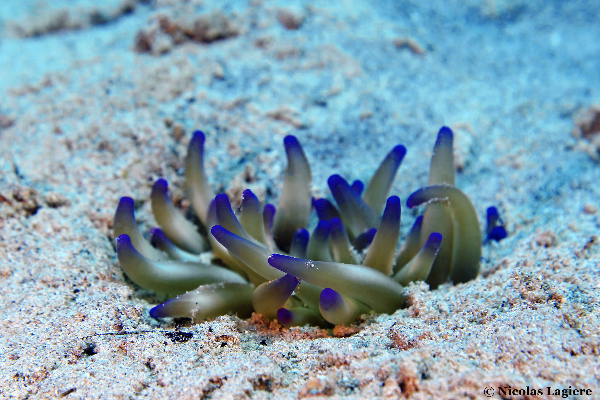 Image of Golden anemone