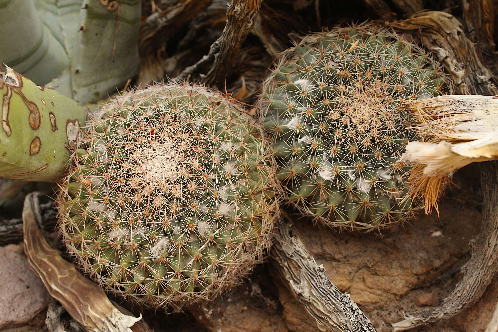 Image de Mammillaria brandegeei (J. M. Coult.) Engelm. ex K. Brandegee