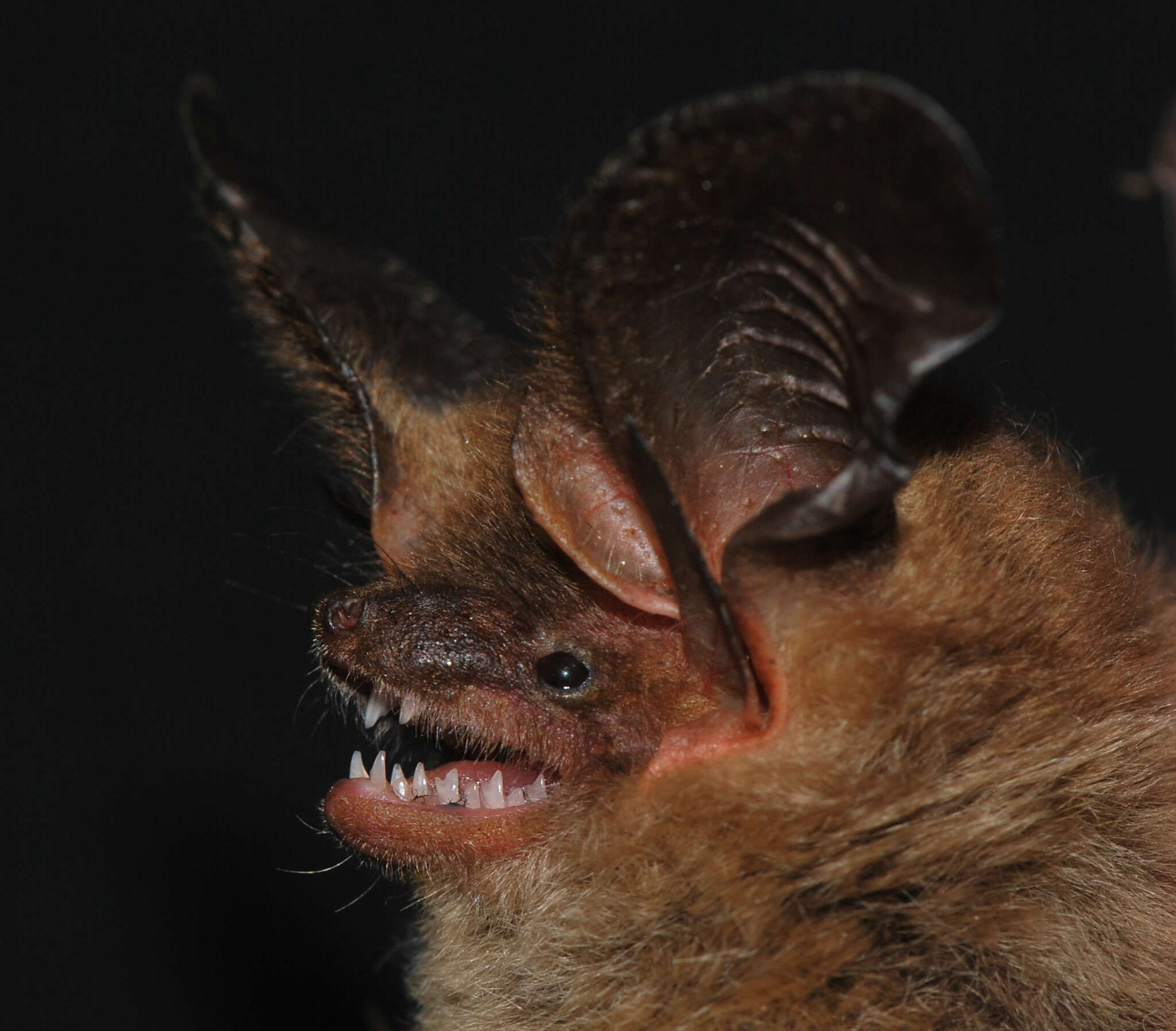 Image of Big-eared Brown Bats