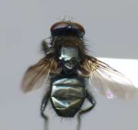 صورة Pollenia pernix (Hutton 1901)