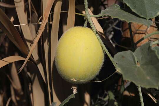 Image of Cucumis sagittatus Peyr. apud Wawra & Peyr.