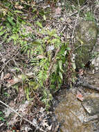 Image of log fern