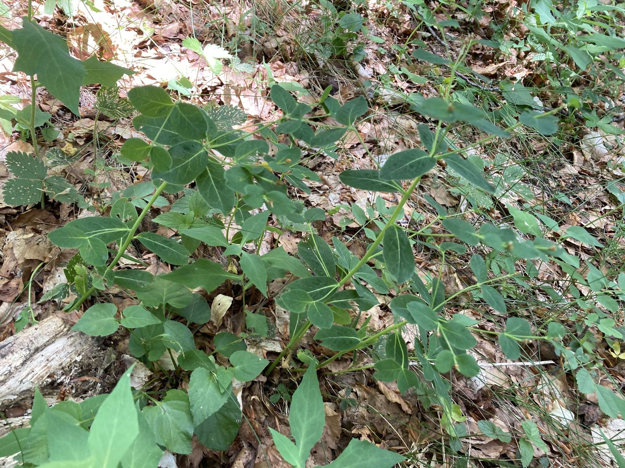 Image of Euphorbia carniolica Jacq.