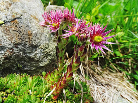 Image de Sempervivum montanum subsp. stiriacum (Wettst. ex Hayek) Hayek