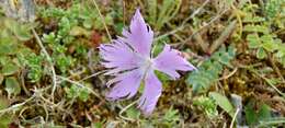 Слика од Dianthus gallicus Pers.