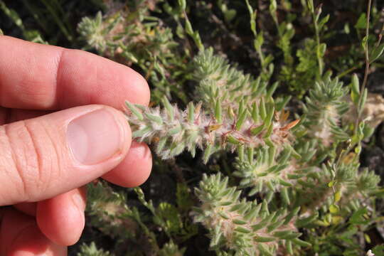 Image de Sclerolaena lanicuspis (F. Müll.) F. Müll. ex Benth.