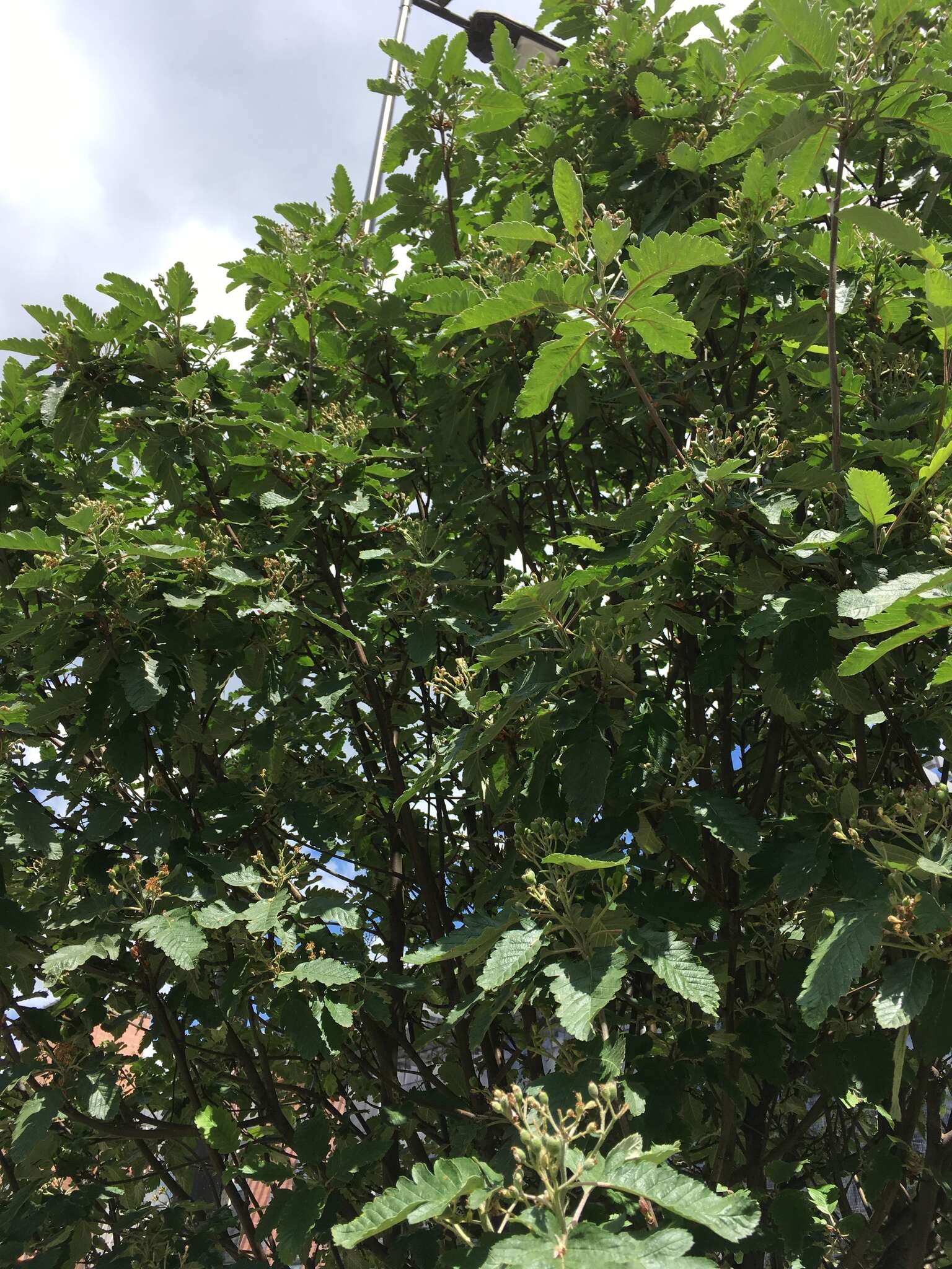 Image of <i>Scandosorbus intermedia</i> (Ehrhart) Sennikov