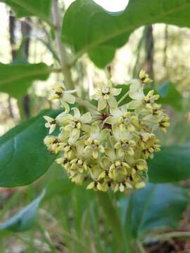 Image of Asclepias pringlei (Greenm.) R. E. Woodson