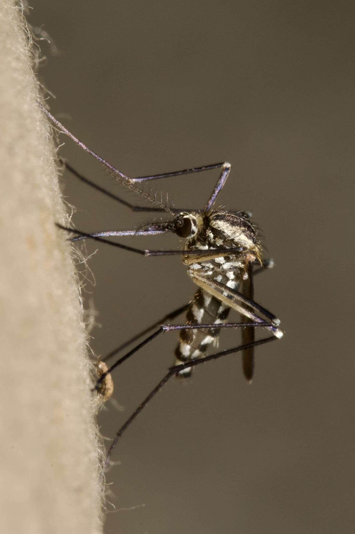 Image of Aedes geniculatus (Olivier 1791)