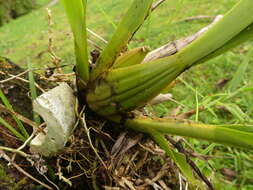 Image of Oncidium hallii (Lindl.) Beer