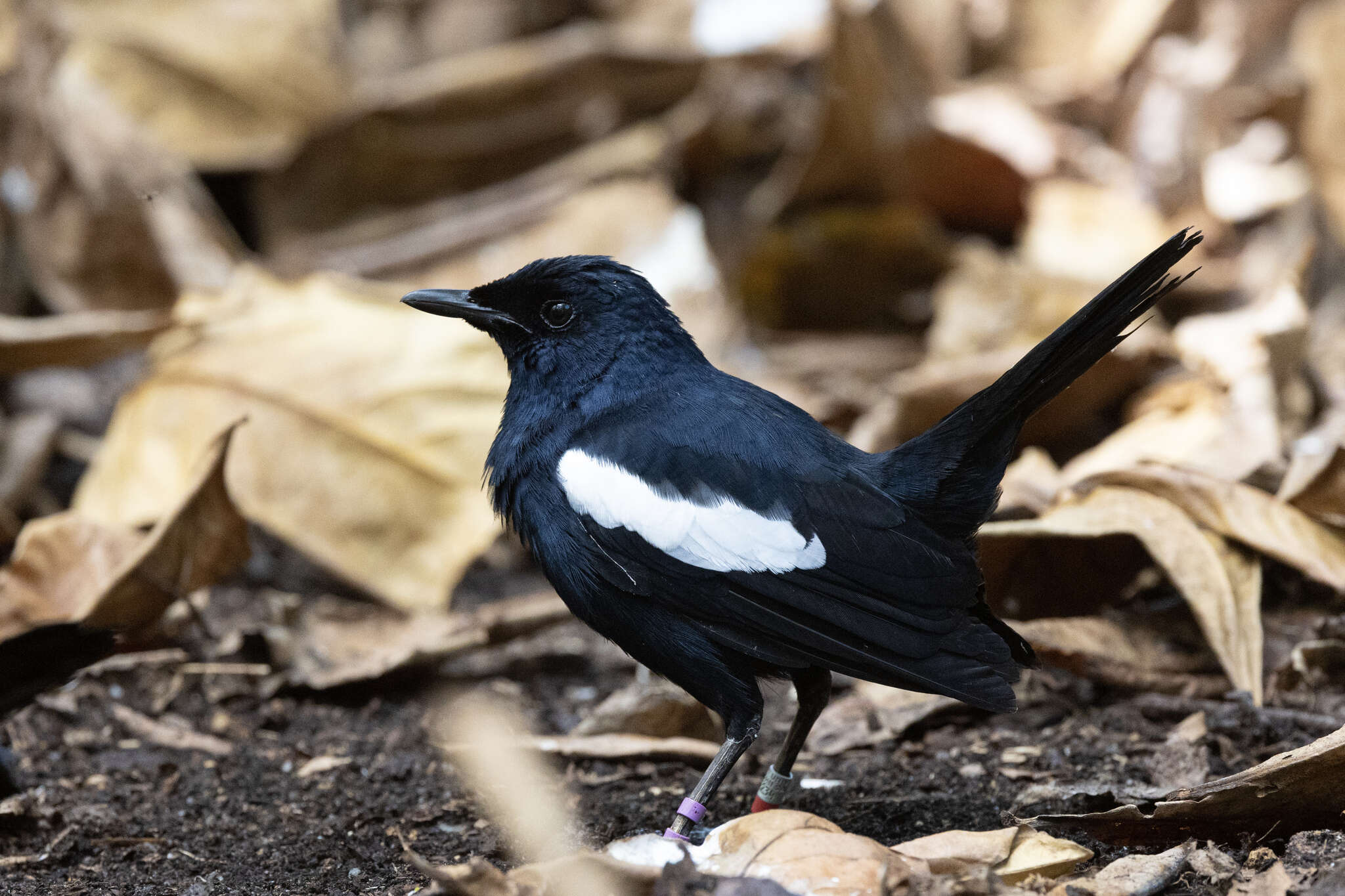 Image of Seychelles magpie-robin
