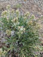 Image of mountain cryptantha