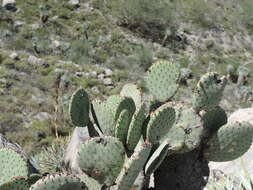 Image of Blind Pricklypear