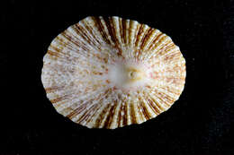 Image of Cymbula miniata (Born 1778)