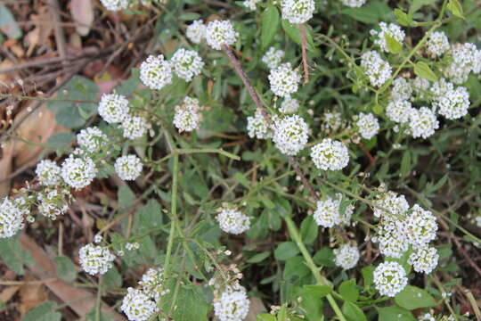 Plancia ëd Lobularia maritima subsp. maritima