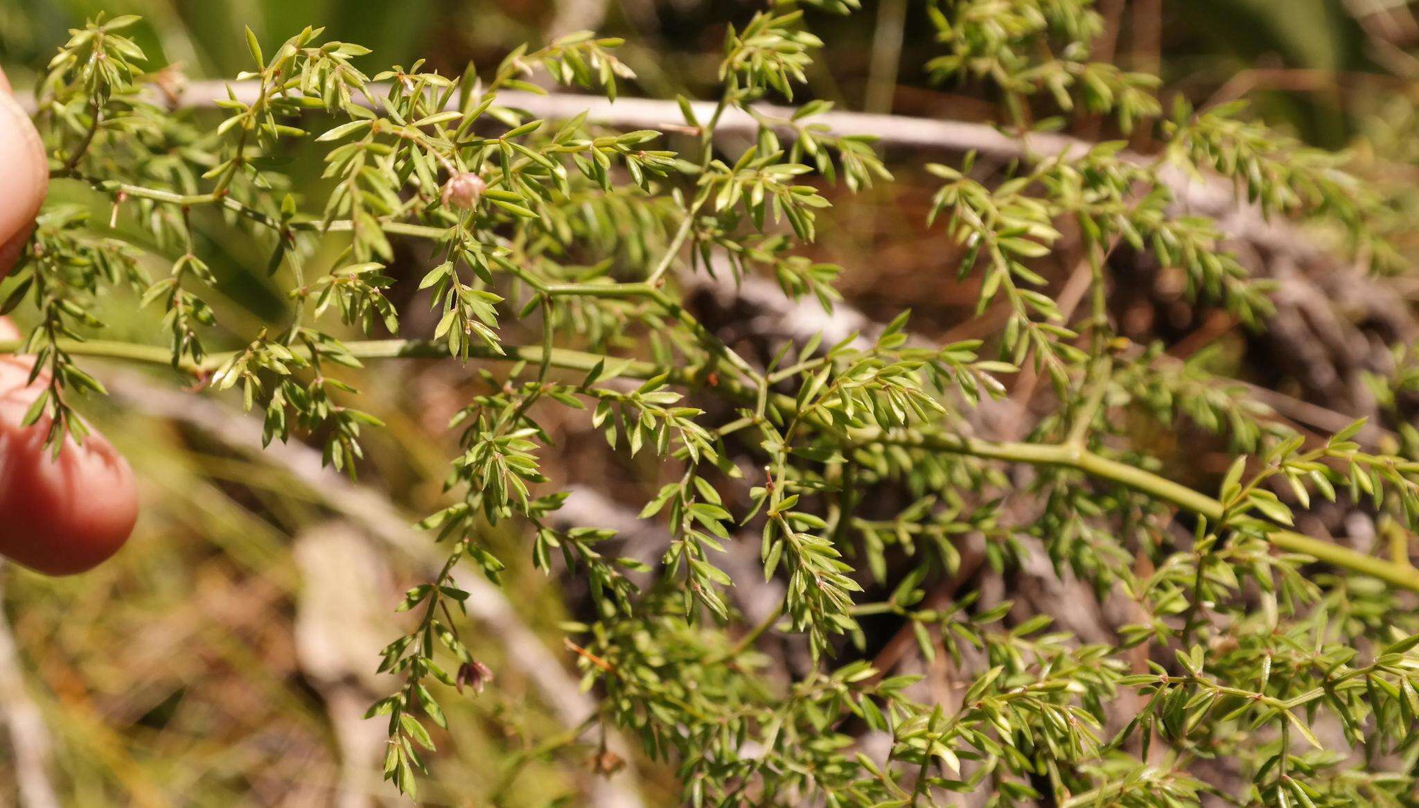 Image of Asparagus ramosissimus Baker