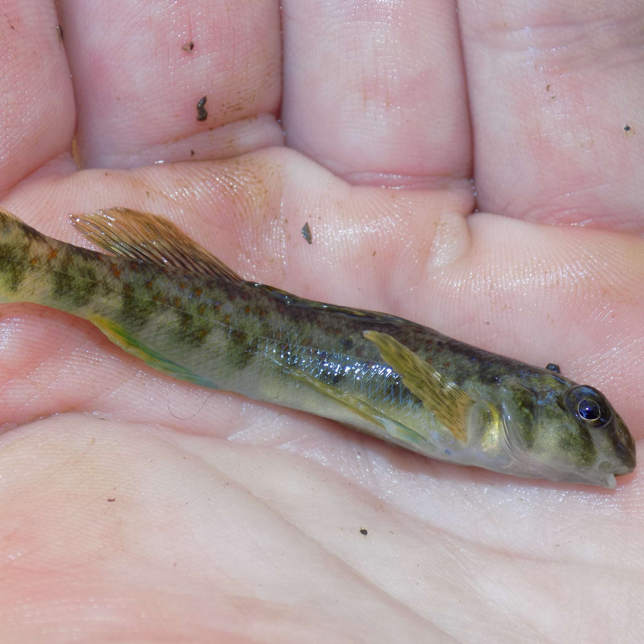 Imagem de Etheostoma blennioides Rafinesque 1819