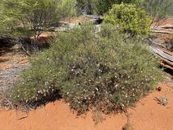 Imagem de Eremophila metallicorum S. Moore