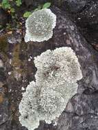Image of Mexican xanthoparmelia lichen