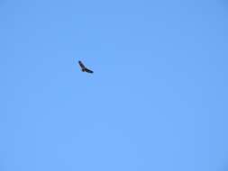 Image of Forest Fish Eagle