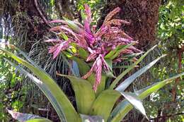 Imagem de Tillandsia australis Mez