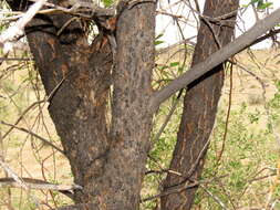 Image of African sumac