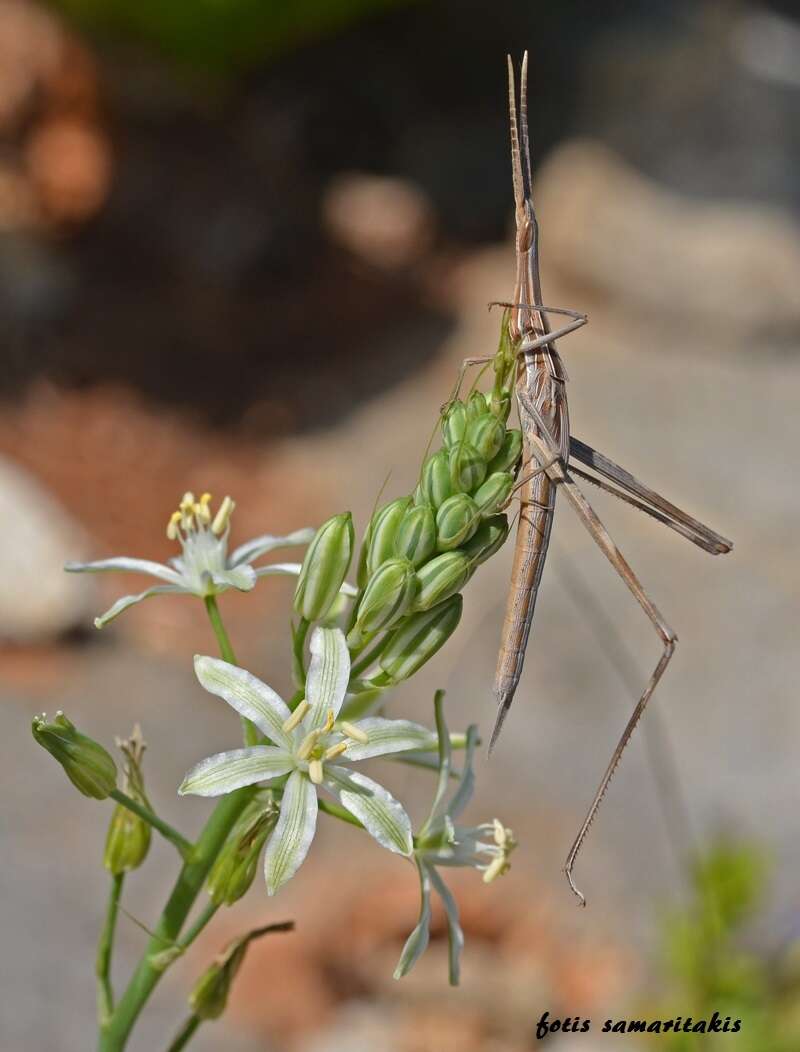 Image of Acrida turrita (Linnaeus 1758)