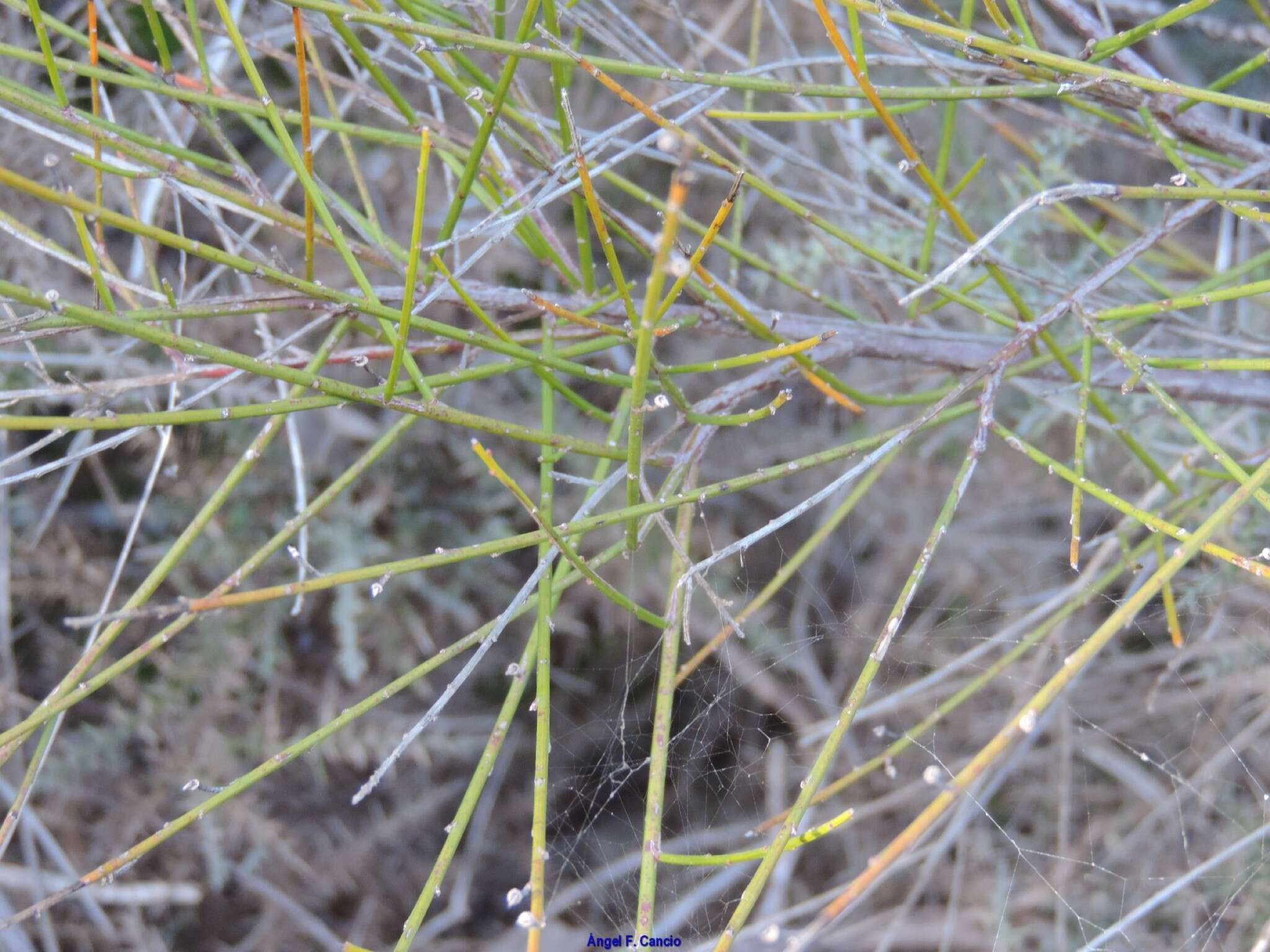 صورة Genista polyanthos Willk.