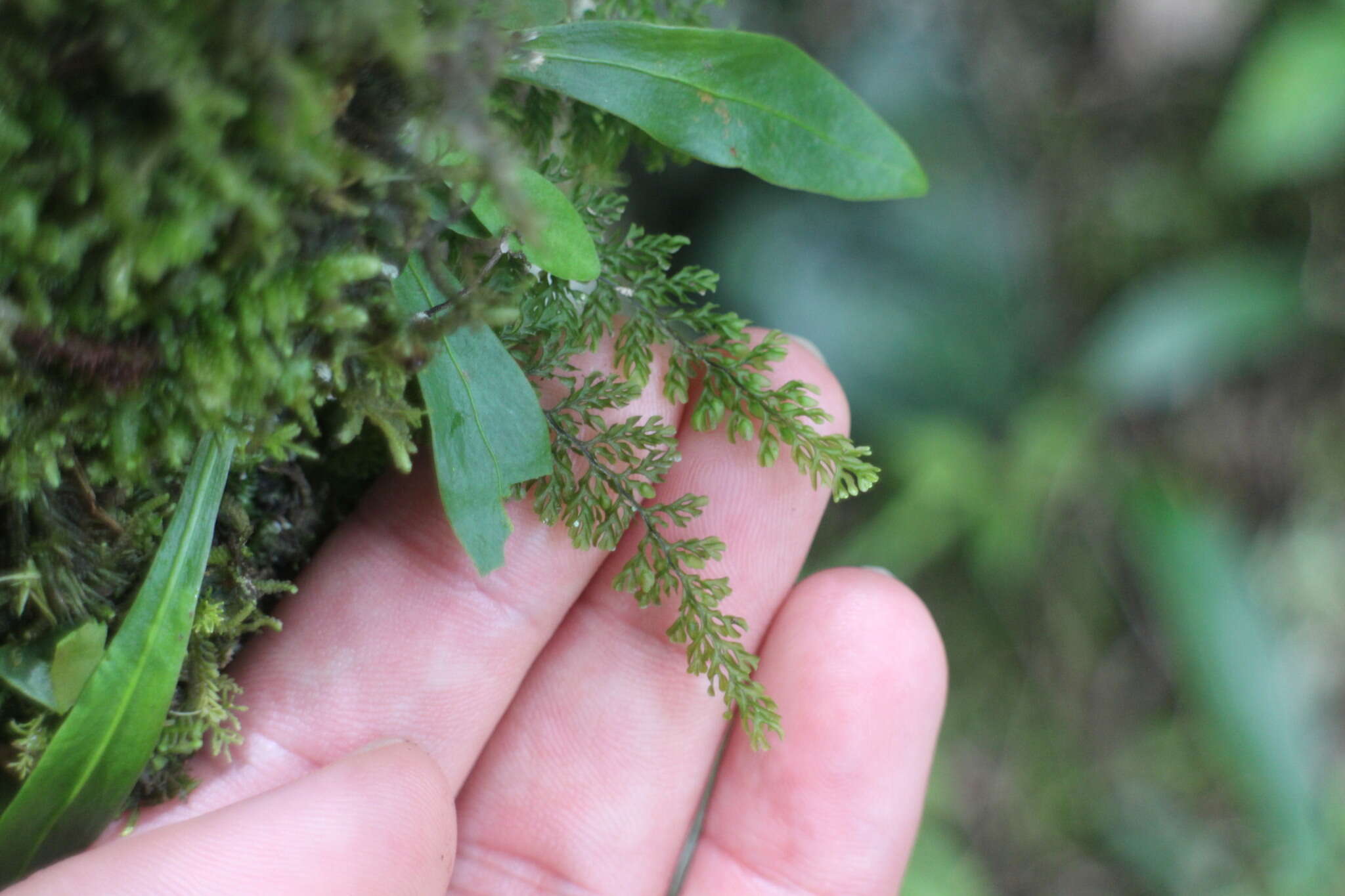 Plancia ëd Hymenophyllum exquisitum