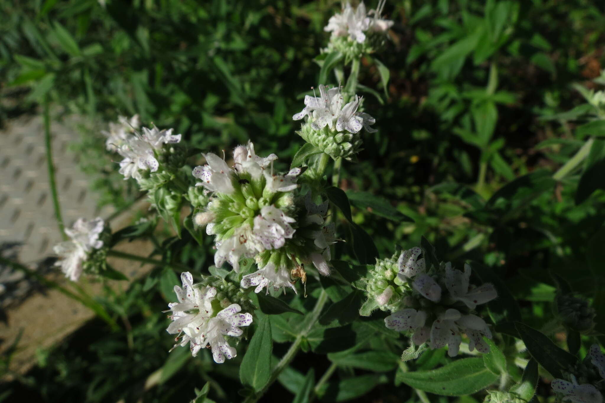 Image de Pycnanthemum torreyi Benth.