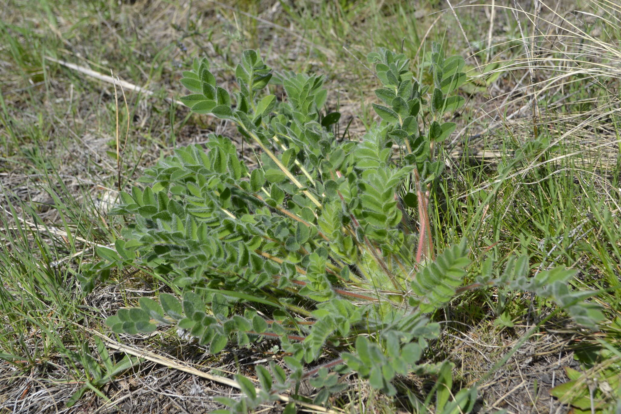 Image de Astragalus exscapus subsp. pubiflorus (DC.) Soó