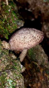 Image de Cystoagaricus hirtosquamulosus (Peck) Örstadius & E. Larss. 2015