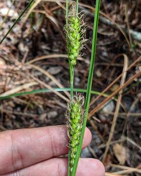 Carex striata Michx. resmi