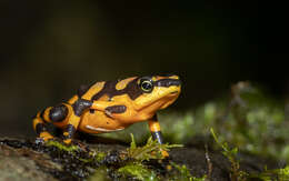 Image of Clown Frog