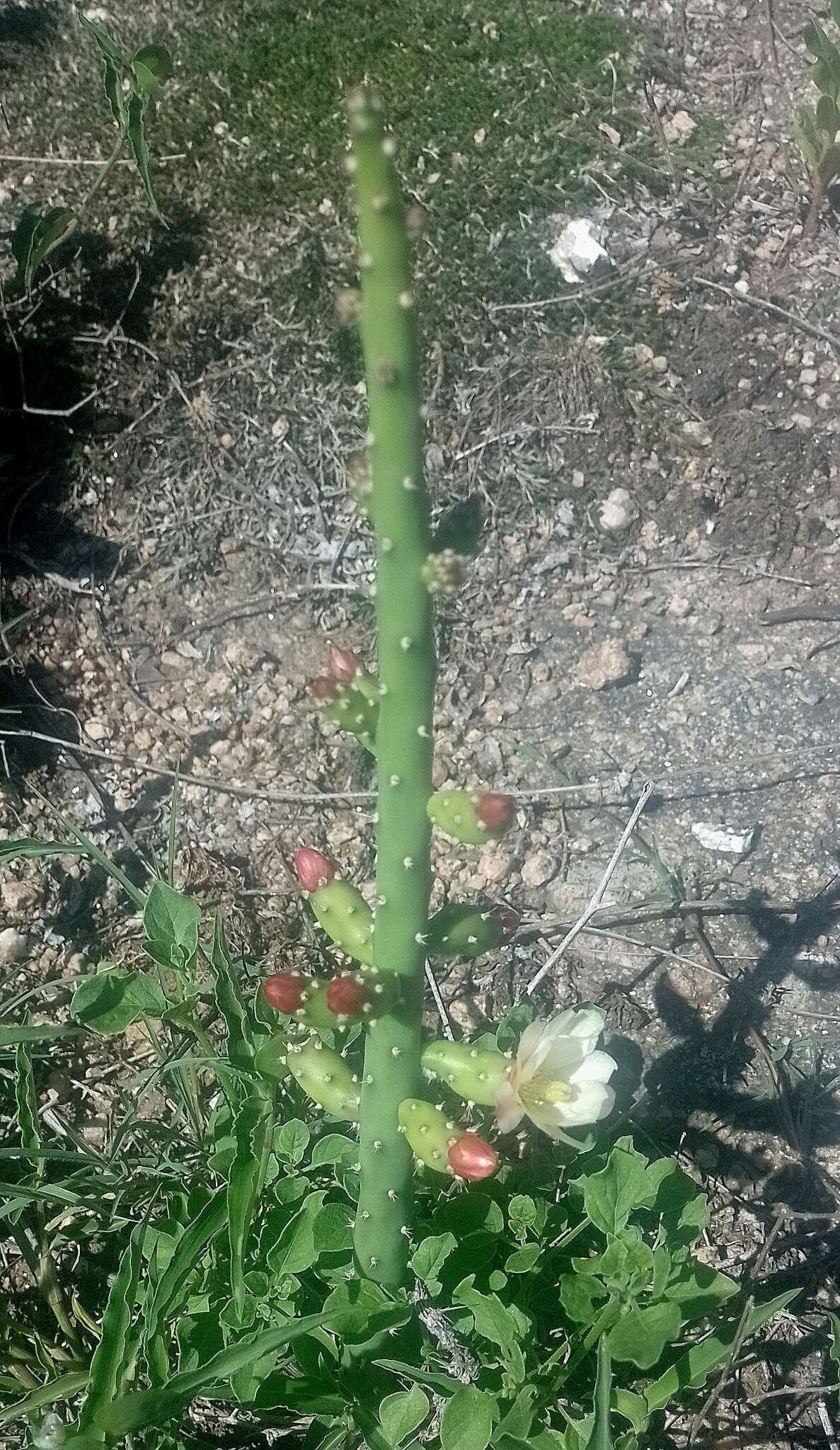 Image de Opuntia salmiana J. Parm. ex Pfeiff.