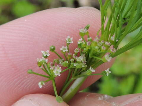 Image of marsh parsley