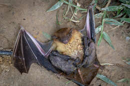 Image of Asiatic Greater Yellow House Bat