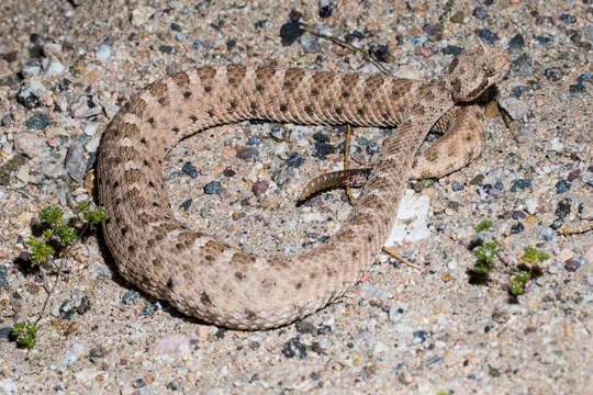 Image of Sidewinder Rattlesnake