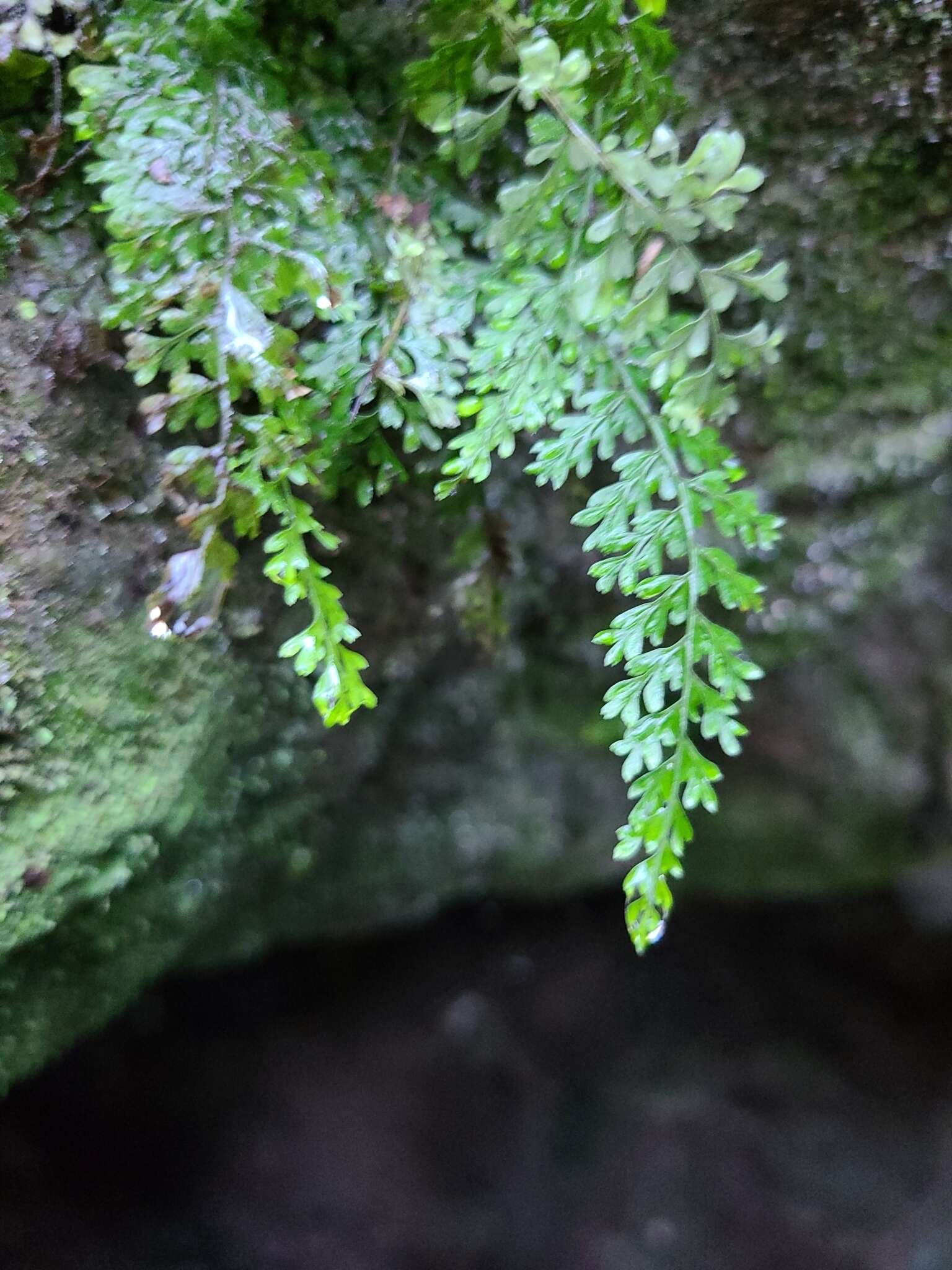 Image of limestone spleenwort