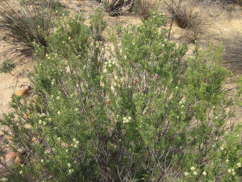 Image of Phylica rigidifolia Sond.