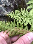 Image of American Alpine Lady Fern