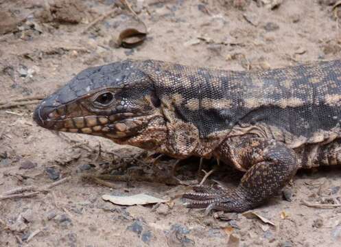 Image of Red Tegu