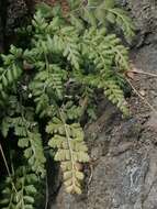 Image of Asplenium altajense (Komar.) Grubov