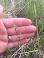 Image of Bog bedstraw