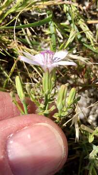 Sivun Stephanomeria exigua subsp. exigua kuva