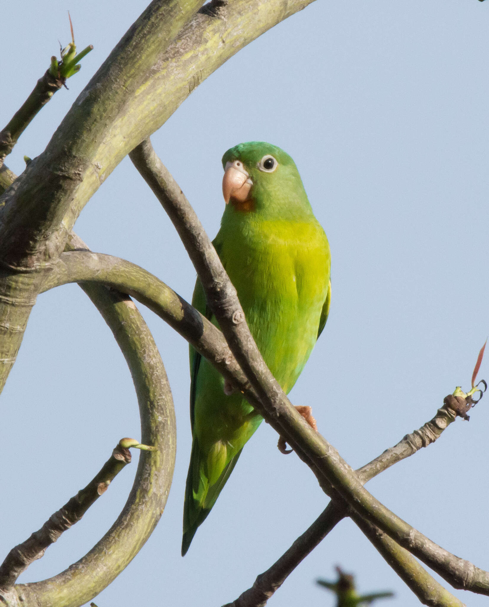 Image of Orange-chinned Parakeet