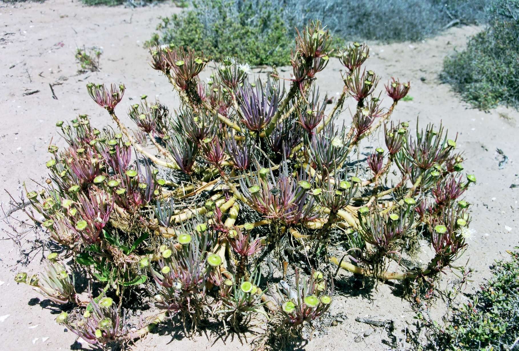 Imagem de Conicosia pugioniformis subsp. alborosea (L. Bol.) Ihlenfeldt & Gerbaulet