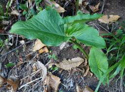 Image of Arum italicum subsp. canariense (Webb & Berthel.) P. C. Boyce